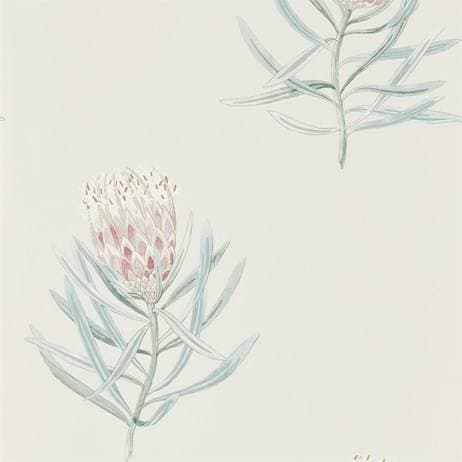 Sanderson Protea Flower - Porcelain/Blush (216330)