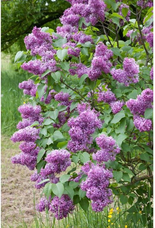 Syringa Vulgaris