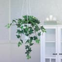Mr Plant Murgröna krukväxt