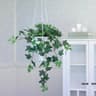 Mr Plant Murgröna krukväxt