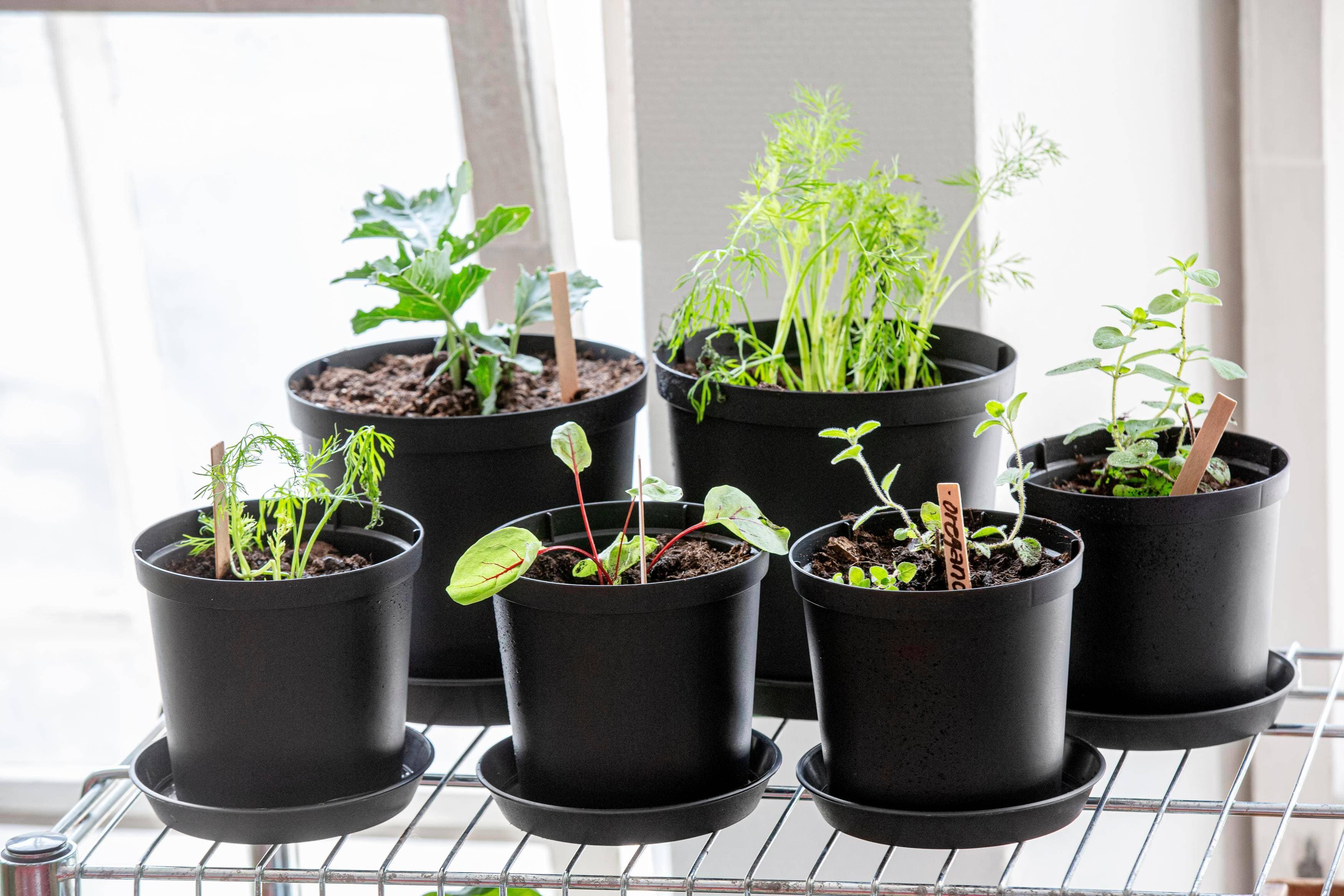 Orthex Fat Planteringskruka Cultivate Hammarplast