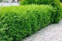 Winter Privet 'Atrovirens' 10-pack