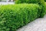 Winter Privet 'Atrovirens' 10-pack