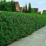 Omnia Garden VINTERGRÖN LIGUSTER 50-80CM