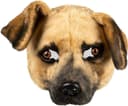 Boland Dog Half mask