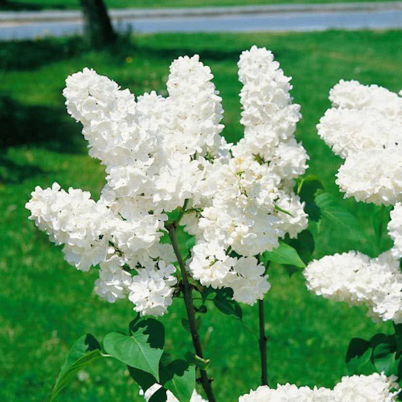 Omnia Garden Syringa vulgaris f. alba, co, 100-p