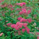 Omnia Garden Spiraea japonica 'Sapho', co, 100-p