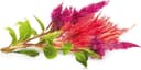 Click and Grow Smart Garden Refill 3-pack Cockscomb