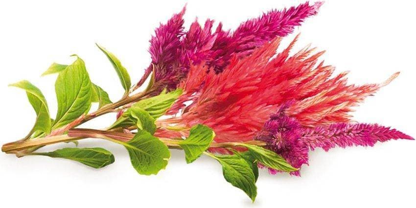 Click and Grow Smart Garden Refill 3-pack Cockscomb