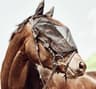 Horse Guard Flughuva till träns Eldorado