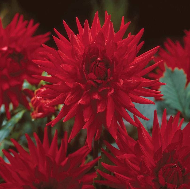 Dahlia Kaktus Red Pygmy 1st
