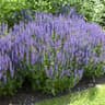 Salvia nemorosa Blauhügel, Stäppsalvia