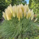 Omnia Garden Pampasgräs 'Pumila' 2L, 2-pack