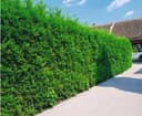Tuja Thuja occidentalis 'Brabant' 10-pack