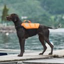 Non-Stop Dogwear Protector Life Jacket Size 2