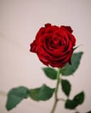 Interflora Ros röd
