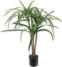 Mr Plant Dracena Palm 90 cm