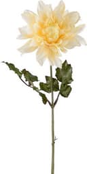 Mr Plant Dahlia Gul 45