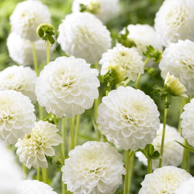 Dahlia Pompon White 1st