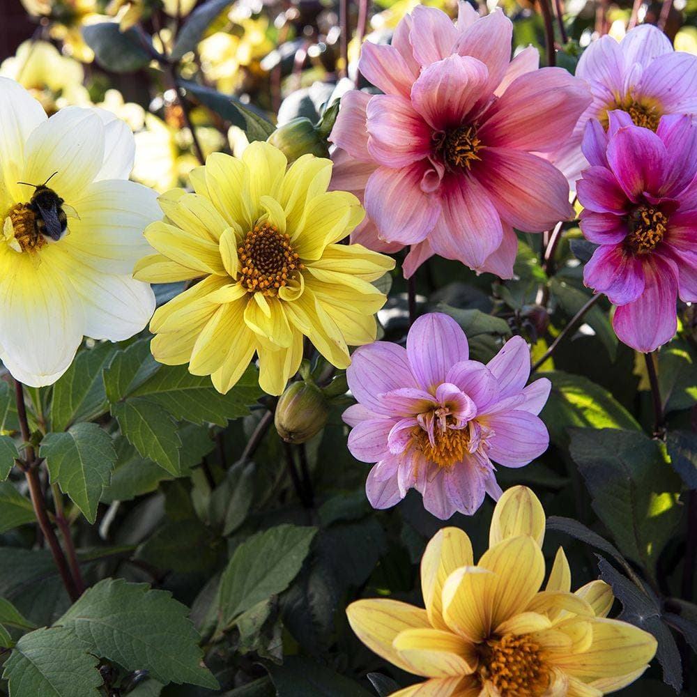 Sommardahlia Redskin Mixed