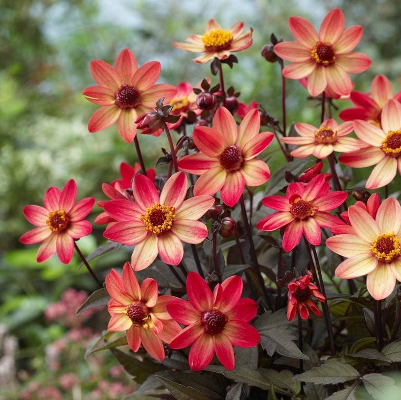 Dahlia Enkel Dark Angel Star Wars