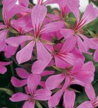 Kaskadpelargon Kruka Pelargonium Peltatum Lila