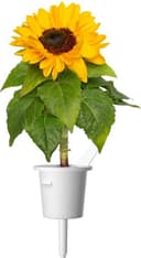 Click and Grow Smart Garden Refill Mini Solros 3-pack