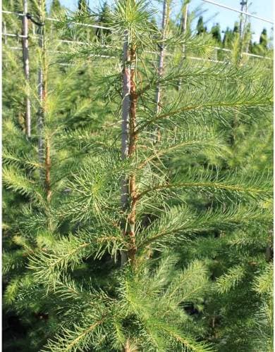 Hybridlärk Larix Eurolepis 150-175 C7.5