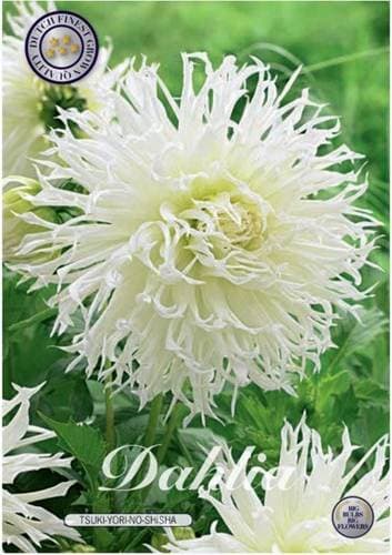 Dahlia Kaktus Tsuki Yori No Shisha