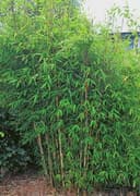 Omnia Garden Stor Bergbambu Dino 2L Grön 1-Pack