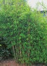 Omnia Garden Stor Bergbambu Dino 2L Grön 1-Pack