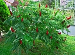 Omnia Garden Rönnsumak Gul 5-Pack