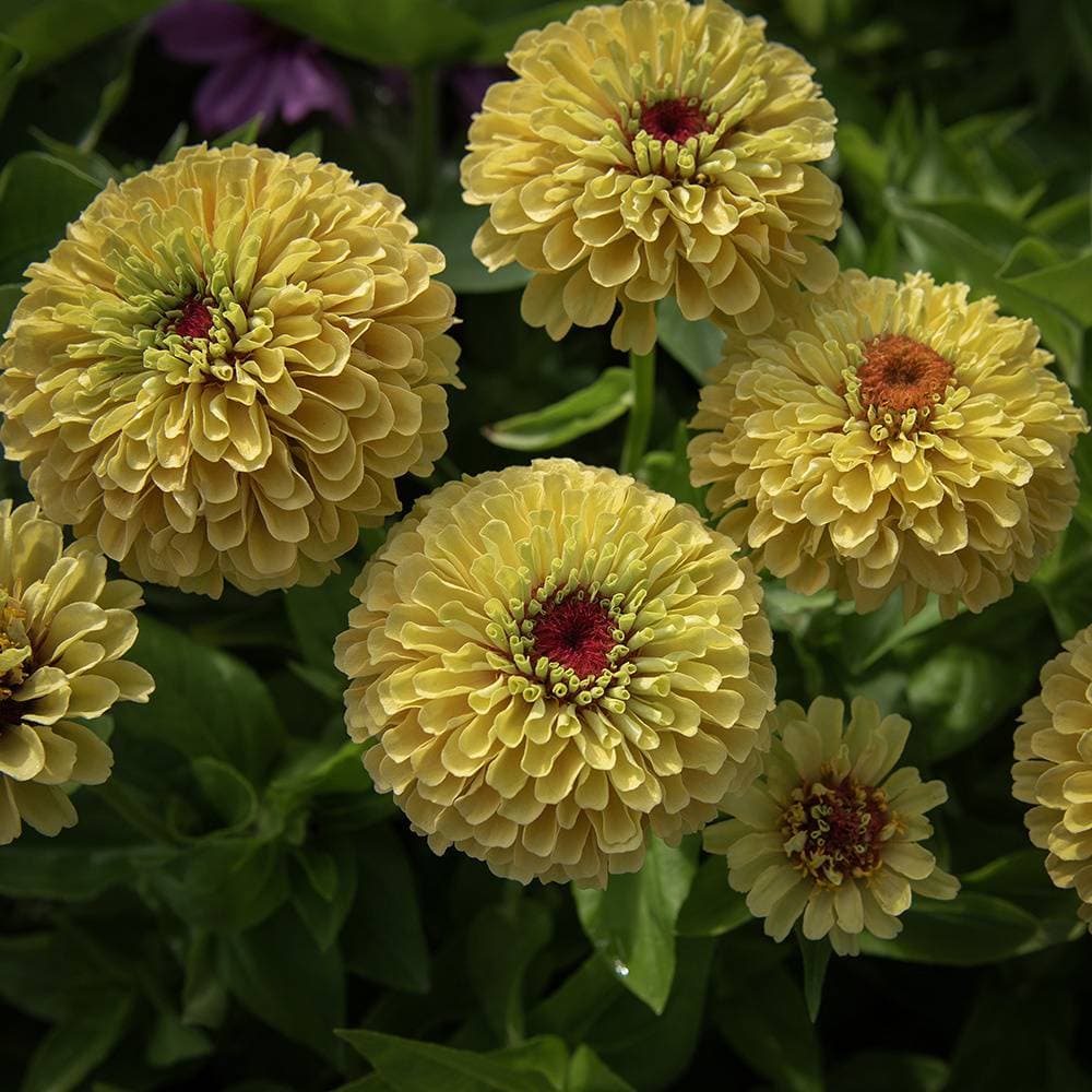 Zinnia Queeny Lemon Peach