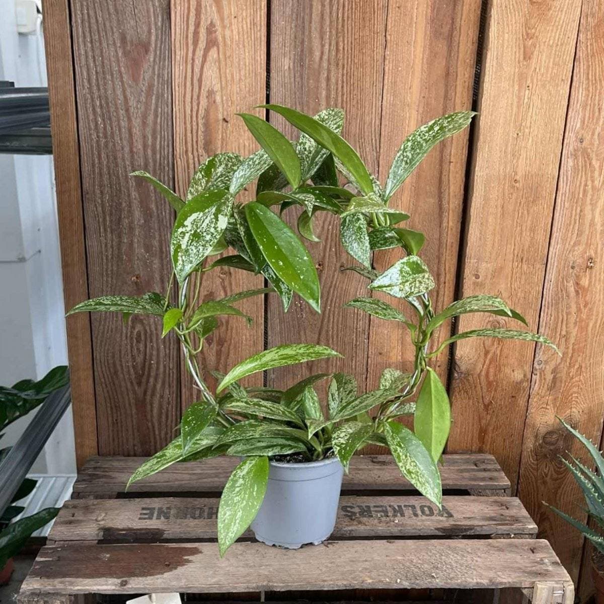 Hoya Carnosa Silverspots Porslinsblomma Båge