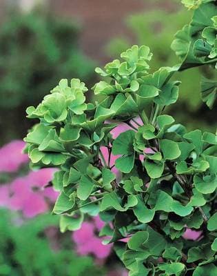 Omnia Garden Ginkgo Tempelträd - LIME, 3-PACK