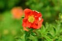 Omnia Garden Tok Marian Red Robin Marrob 1-Pack