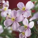 Omnia Garden Klematis Rubens 1-Pack