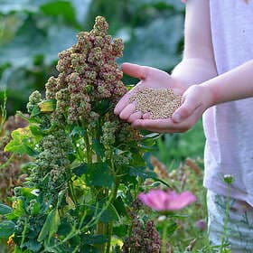 Nelson Garden Fröer Quinoa Vikinga