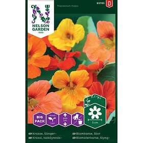 Nelson Garden Fröer Krasse Slinger-Mixfärg Big Pack