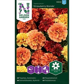Nelson Garden Fröer Sammetstagetes Strawberry Blonde
