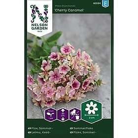 Nelson Garden Fröer Sommarflox Cherry Caramel