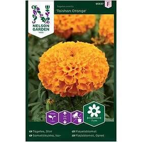 Nelson Garden Fröer Stortagetes Tashian Orange