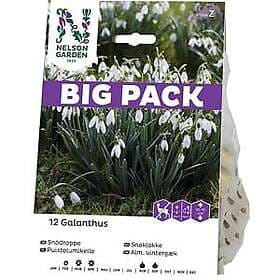 Nelson Garden Höstlök Snödroppe Vit Big Pack