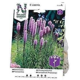 Nelson Garden Vårlök Rosenstav Liatris Spicata, Lila