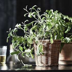 IKEA KAKTUSFIKON Kruka 12 cm