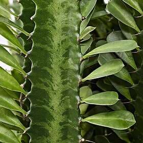 IKEA EUPHORBIA ACRURENSIS Krukväxt 24 cm