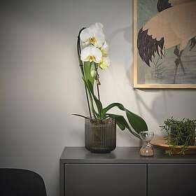 IKEA PHALAENOPSIS Krukväxt 12 cm