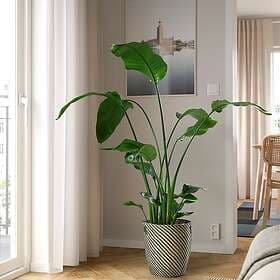 IKEA STRELITZIA Krukväxt 27 cm