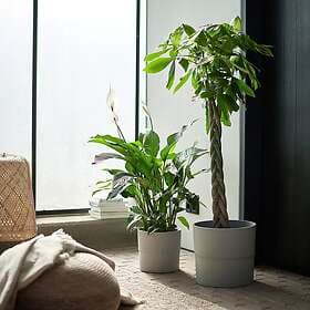 IKEA SPATHIPHYLLUM Krukväxt 24 cm