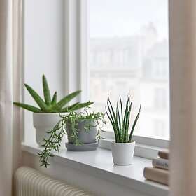 IKEA SANSEVIERIA Krukväxt med kruka 6 cm